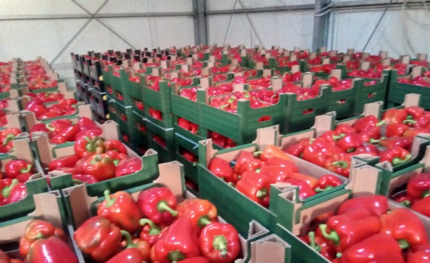 ​Absurdalne ceny papryki. Kilogram kosztuje nawet 35 zł