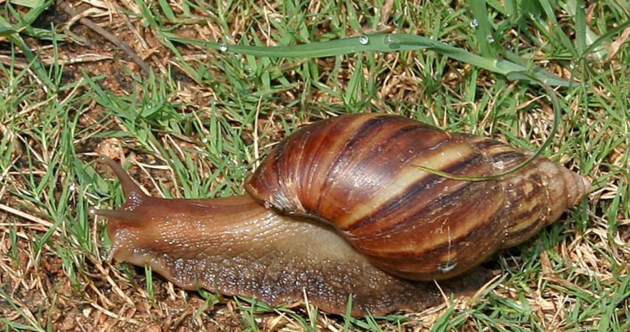 Achatina fulica /J.M.Garg /CC BY-SA 4.0