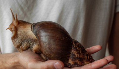 Achatina – największy ślimak lądowy na świecie. Kupowa​ny jest jako... domowy pupil