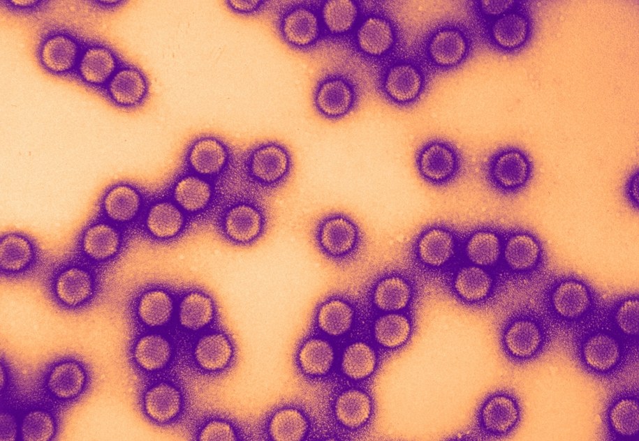 Adenowirus rozprzestrzenia się drogą kropelkową /Shutterstock