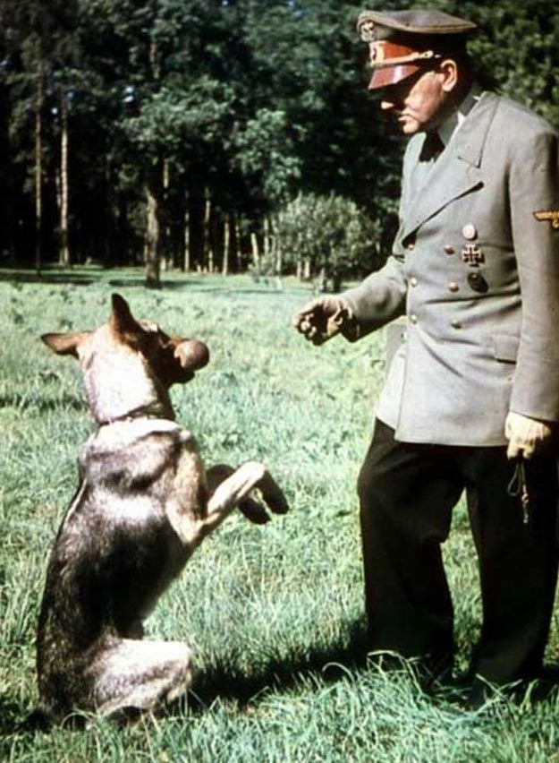 Adolf Hitler ze swoim owczarkiem alzackim Blondi /MWMedia