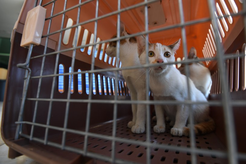 Adopcja kota ze schroniska to stosunkowo łatwy proces. Warto się jednak do niego dobrze przygotować i porządnie zastanowić zanim przygarniemy kota /NurPhoto /Getty Images