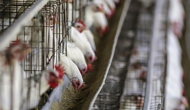 Afera na polskim rynku drobiu: kurczaki jadły paszę z olejami do produkcji smaru