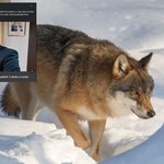 Afera na Słowacji. Szef parku narodowego kłusował, zabił wilka