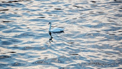Afera w Wielkiej Brytanii. Upiekli łabędzia na grillu