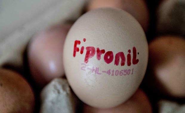 Afera z fipronilem: Będą kontrole na polskich fermach