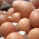 Afera z fipronilem. Skażone jaja wykryto w 40 krajach
