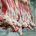 Afera z mięsem chorych krów. Co będą badać unijni inspektorzy?