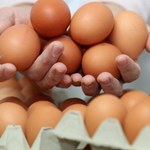 Afera z polskimi jajkami skażonymi salmonellą. Nie trafiły na polski rynek