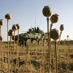 Afgańskie opium zalewa świat