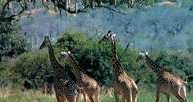 Afryka: żyrafy na sawannie Tanzanii /Encyklopedia Internautica