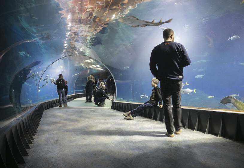 Wolny ogród zoologiczny bar