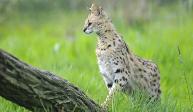 Afrykański kot grasował na południu Polski. Wiemy, jak uciekł