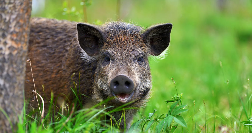 Afrykański pomór świń (ASF) pozostaje groźny. Winne są dziki? /123RF/PICSEL