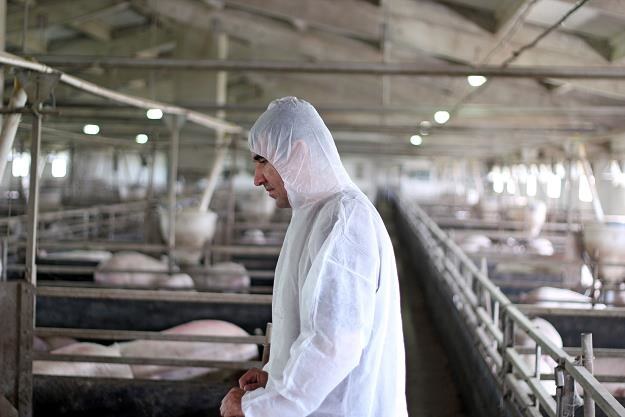 Afrykański pomór świn jest groźny dla polskiej hodowli /&copy;123RF/PICSEL