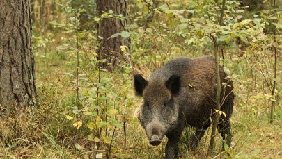 Afrykański Pomór Świń: Martwe dziki znalezione pod Warszawą
