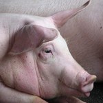 Afrykański pomór świń: Wykryto drugie ognisko