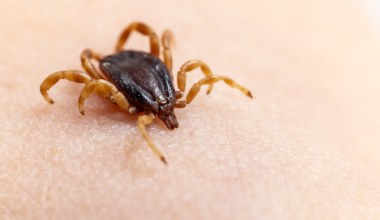 Afrykańskie kleszcze roznoszą w Polsce egzotyczne bakterie. Nowe odkrycie