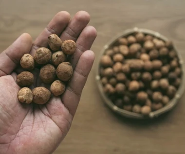 Afrykańskie orzechy, które powstrzymują napady głodu. Możesz chrupać albo ugotować z nich gulasz