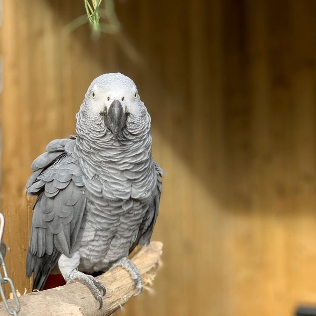 Afrykańskie papugi szare zostały adoptowane w sierpniu przez Lincolnshire Wildlife Park w Friskney i razem poddane kwarantannie /Lincolnshire Wildlife Park /