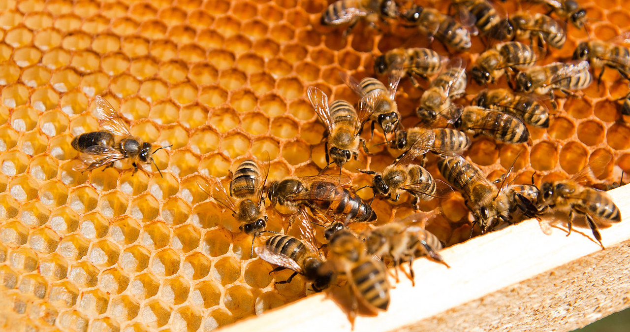 Afrykańskie pszczoły są bardziej agresywne od europejskich kuzynów /123RF/PICSEL
