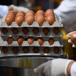 Agencja dpa: Skażone fipronilem jaja w 40 krajach, w tym w 24 krajach UE