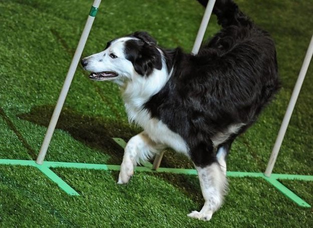 Agility jest niebywałą atrakcją dla publiczności, radością dla psa i wyzwaniem dla przewodnika /AFP