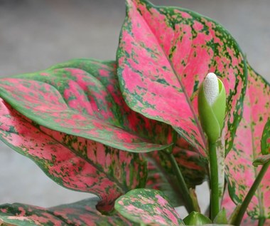Aglaonema: Szybko rośnie, pięknie dekoruje, łatwa w uprawie