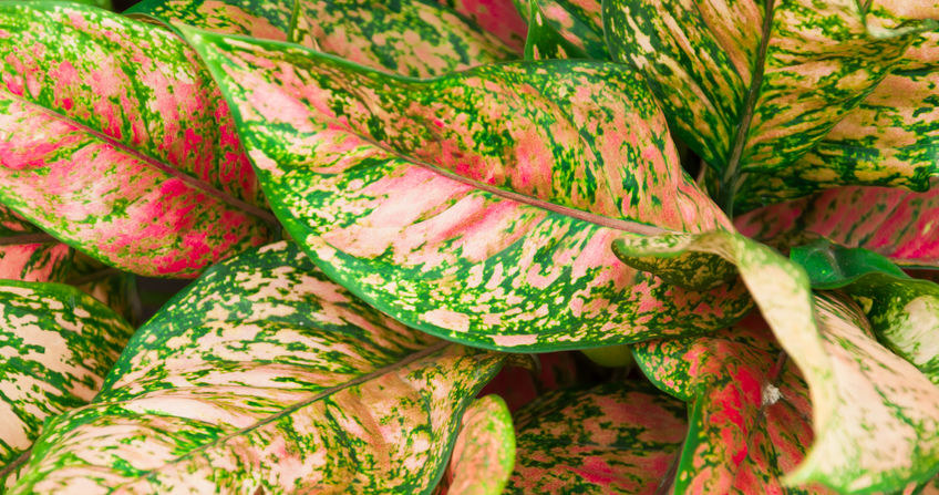 Aglaonema zachwyca barwami