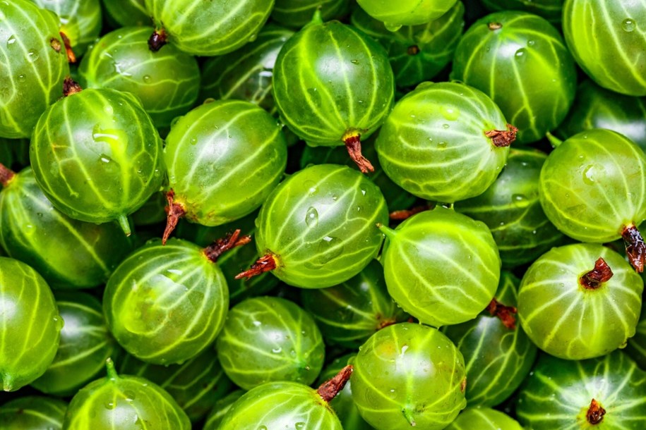 Agrest ma wiele prozdrowotnych właściwości /Shutterstock