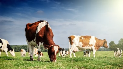 Agresywna krowa zaatakowała pielgrzymów. Dwie osoby ranne