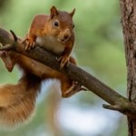 Agresywna wiewiórka sieje postrach. Dwie osoby trafiły na SOR