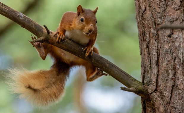 Agresywna wiewiórka sieje postrach. Dwie osoby trafiły na SOR