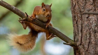 Agresywna wiewiórka sieje postrach. Dwie osoby trafiły na SOR