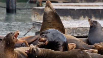 Agresywne lwy morskie atakują pływających. "Tego jeszcze tutaj nie było"