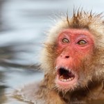 Agresywne małpy atakują w Japonii. Ponad 40 poszkodowanych
