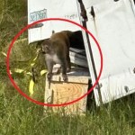 Agresywne małpy uciekły z rozbitej ciężarówki. Są zarażone śmiertelnymi wirusami?