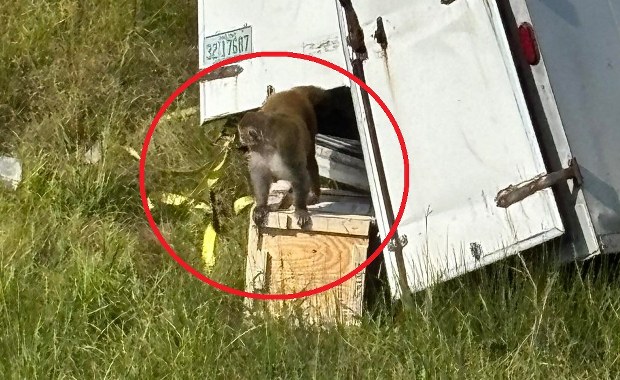 Agresywne małpy uciekły z rozbitej ciężarówki. Są zarażone śmiertelnymi wirusami?