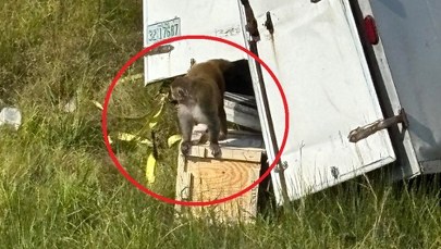 Agresywne małpy uciekły z rozbitej ciężarówki. Są zarażone śmiertelnymi wirusami?