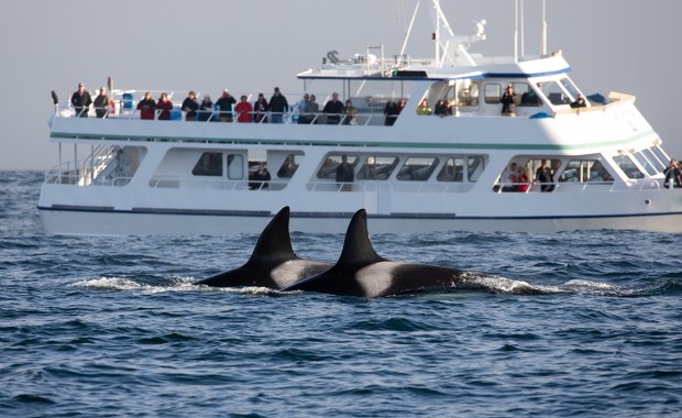 ​Agresywne orki u wybrzeży Portugalii. Kolejny jacht zaaakowany