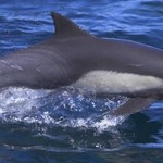 Agresywny delfin terroryzuje turystów! Denerwuje go… brak samic