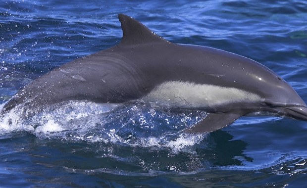 Agresywny delfin terroryzuje turystów! Denerwuje go… brak samic