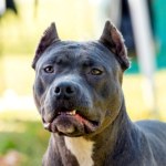 Agresywny pies rzucił się na policjanta. Właściciel zatrzymany