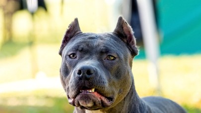 Agresywny pies rzucił się na policjanta. Właściciel zatrzymany