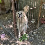 Agresywny pies zaatakował dziecko. 10-latek w szpitalu