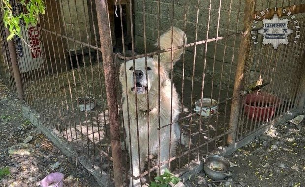 Agresywny pies zaatakował dziecko. 10-latek w szpitalu