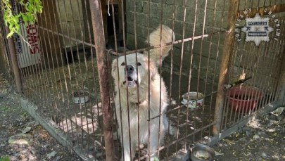 Agresywny pies zaatakował dziecko. 10-latek w szpitalu