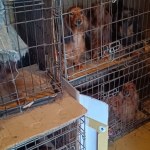 Agresywny właściciel i psy w klatkach. Do akcji wkroczyła policja 