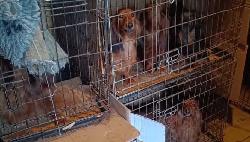 Agresywny właściciel i psy w klatkach. Do akcji wkroczyła policja 