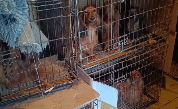 Agresywny właściciel i psy w klatkach. Do akcji wkroczyła policja 